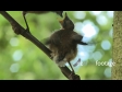 Fantail Feed on Branch 2867